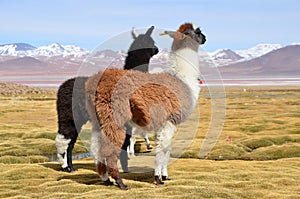 Llama on the Laguna Colorada, Bolivia