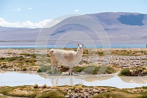 Llama in Laguna Salar de Aguas Calientes, San Pedro de Atacama