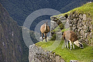 Llama, lama glama, Adults in the Lost City of the Incas, Machu Picchu in Peru