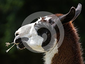 Llama