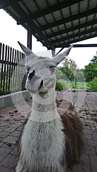 Llama Lama glama is a domesticated South American camelid, widely used as a meat and pack animal by Andean cultures since the Pre-