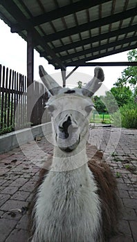 Llama Lama glama is a domesticated South American camelid, widely used as a meat and pack animal by Andean cultures since the Pre-