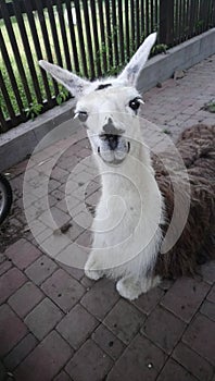 Llama Lama glama is a domesticated South American camelid, widely used as a meat and pack animal by Andean cultures since the Pre-