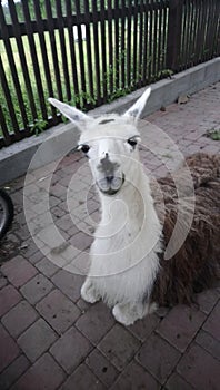 Llama Lama glama is a domesticated South American camelid, widely used as a meat and pack animal by Andean cultures since the Pre-