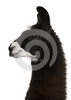 Llama, Lama glama, in front of white background