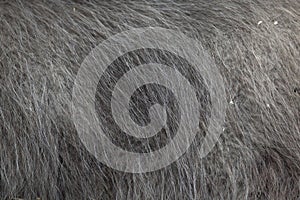 Llama Lama glama. Fur texture