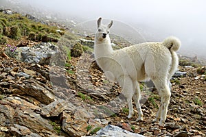 White Llama lama glama photo