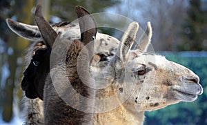 The llama Lama glama is a South American camelid,