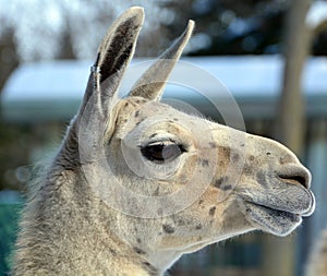 The llama Lama glama is a South American camelid