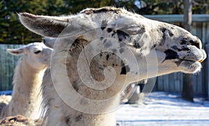 The llama Lama glama is a South American camelid,