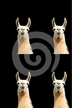 llama (Lama glama) is a South American camelid,