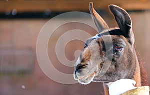 llama (Lama glama) is a South American camelid,