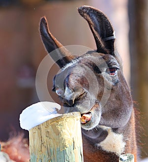 llama (Lama glama) is a South American camelid, photo