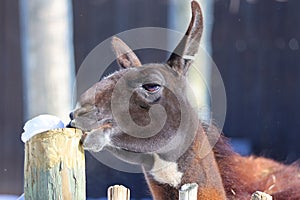 llama (Lama glama) is a South American camelid, photo