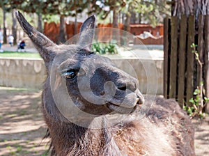 Llama (lama glama)