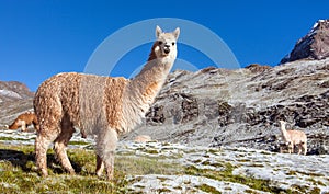 Llama or lama, group of lamas on pastureland