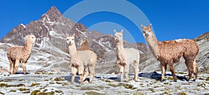 Llama or lama, group of lamas on pastureland