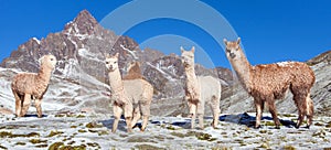 Llama or lama, group of lamas on pastureland photo