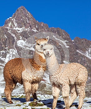 Llama or lama, two lamas on pastureland