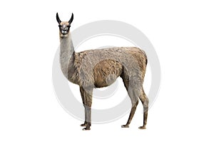 Llama photo