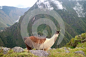 Llama looking at the amazing ruins of Inca citadel of Machu Picchu, Cusco region, Peru