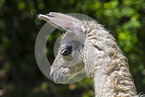 Llama Looking Down