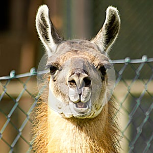 Llama looking nosy