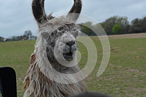 Llama looking at us photo