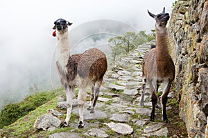 Llama at Lost City of Machu Picchu - Peru