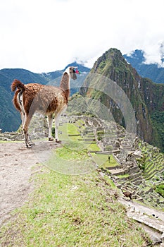 Llama at Lost City of Machu Picchu - Peru