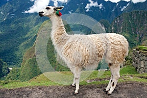 Llama at Lost City of Machu Picchu - Peru photo