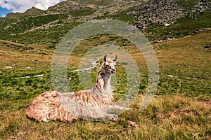 Llama lying down in the sun