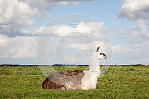 A llama lying in the grass