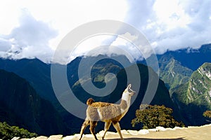 Llama in Machu Picchu