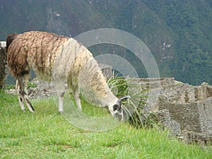 Llama in Machu Picchu