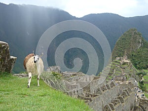 Llama in Machu Picchu