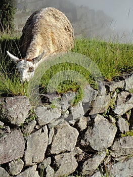 Llama in Machu Picchu