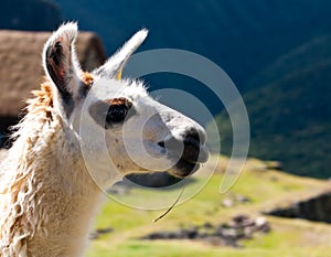 Llama at Machu Picchu