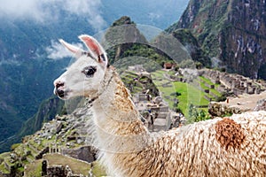 Llama at Machu Picchu