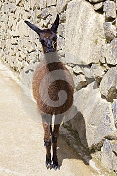 Llama at Machu Picchu   835102