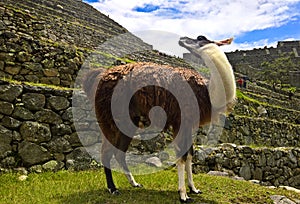 Llama at Machu Picchu archaeological site , Cuzco, Peru