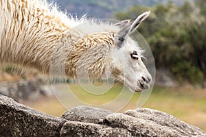 Llama at Machu Picchu, Cusco, Peru, South America.