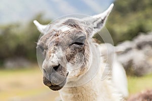 Llama at Machu Picchu, Cusco, Peru, South America.