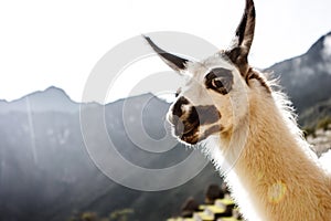 Llama in Machu Picchu, Cuzco, Peru