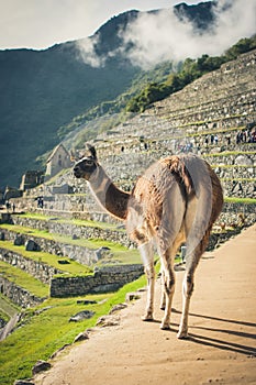 Llama in Machu Picchu, Cuzco, Peru