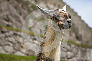 Llama in Machu Picchu, Cuzco, Peru