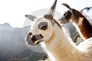 Llama in Machu Picchu, Cuzco, Peru