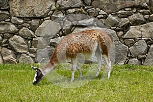 Llama at Machu Picchu, Cuzco,Peru