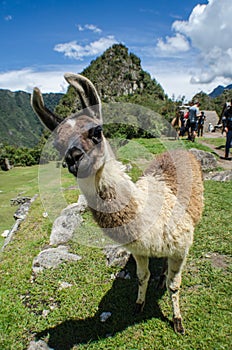 A llama in Machu Picchu photo