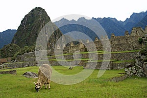 Llama at Machu Picchu, Peru